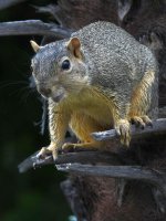 Squirrel.jpg
