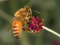 Bee.jpg