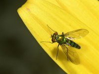 Fly.jpg