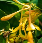 Bee and Honeysuckle (1 of 1).jpg