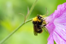 Bee3jpeg.jpg