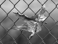 LeafBW.jpg