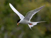 Tern3.jpg