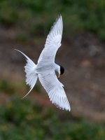 Tern4.jpg