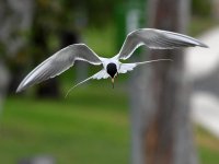 Tern5.jpg