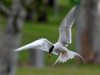 Tern7.jpg