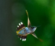 Hummingbird 1 June 2022 (1 of 1).jpg