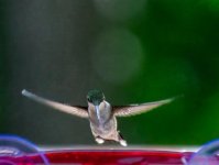 Hummingbird 2 June 2022 (1 of 1).jpg