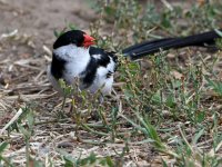 Whydah4.jpg