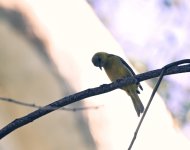 ROY_0359.JPG
