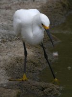Egret2.jpg