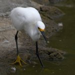 Egret5.jpg