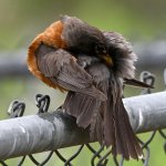 Robin3.jpg