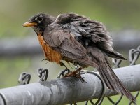 Robin4.jpg