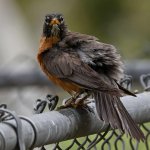 Robin9.jpg