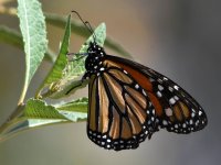 Monarch.jpg