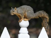 Squirrel.jpg
