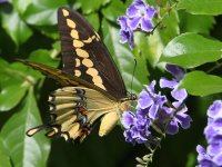 Swallowtail6.jpg