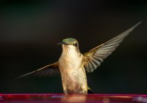 Hummingbird Waves (1 of 1).jpg