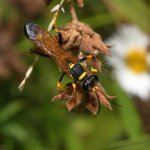 Wasp.jpg