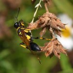 Wasp2.jpg