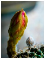 bud-1.jpg