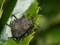 StinkBug2.jpg