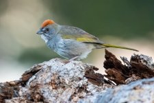 GreenTailedTowhee-256.jpg