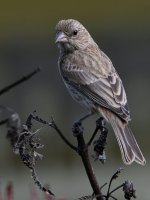 Finch2.jpg