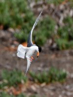 Tern7.jpg