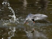 Tern8.jpg