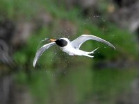 Tern5.jpg