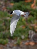 Tern10.jpg
