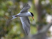Tern14.jpg