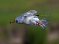 Tern16.jpg