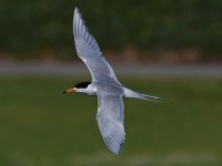 Tern18.jpg