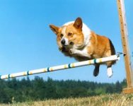 Corgi jump.jpg