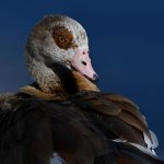Goose.jpg