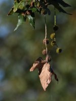 Leaf.jpg