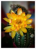 yellow-1.jpg