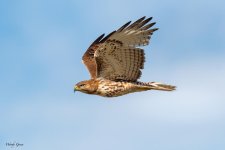 RedTailFlight-257.jpg