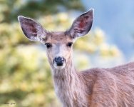 Doe-257.jpg