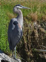 BlueHeron.jpg