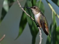 Hummer2.jpg