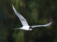 Tern3.jpg
