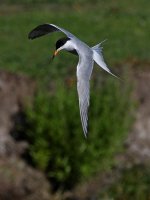 Tern7.jpg