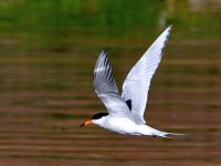 Tern10.jpg