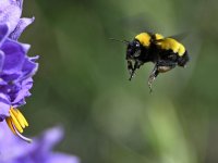 Bee5.jpg