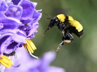 Bee7.jpg