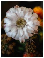 tiny-tiny-blossom-1.jpg